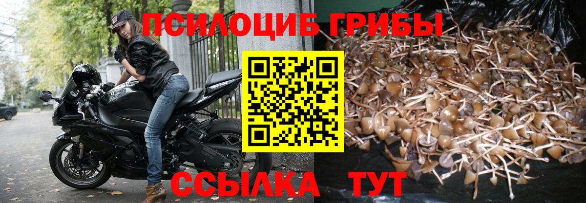 Псилоцибиновые грибы Psilocybine cubensis  Вход с VPN  где найти   Сланцы 